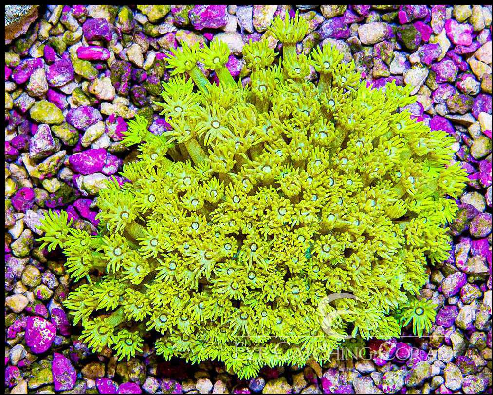 Goniopora Yellow XXS