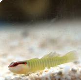 Green Band Goby Sm