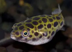 Green Spot Puffer XLg