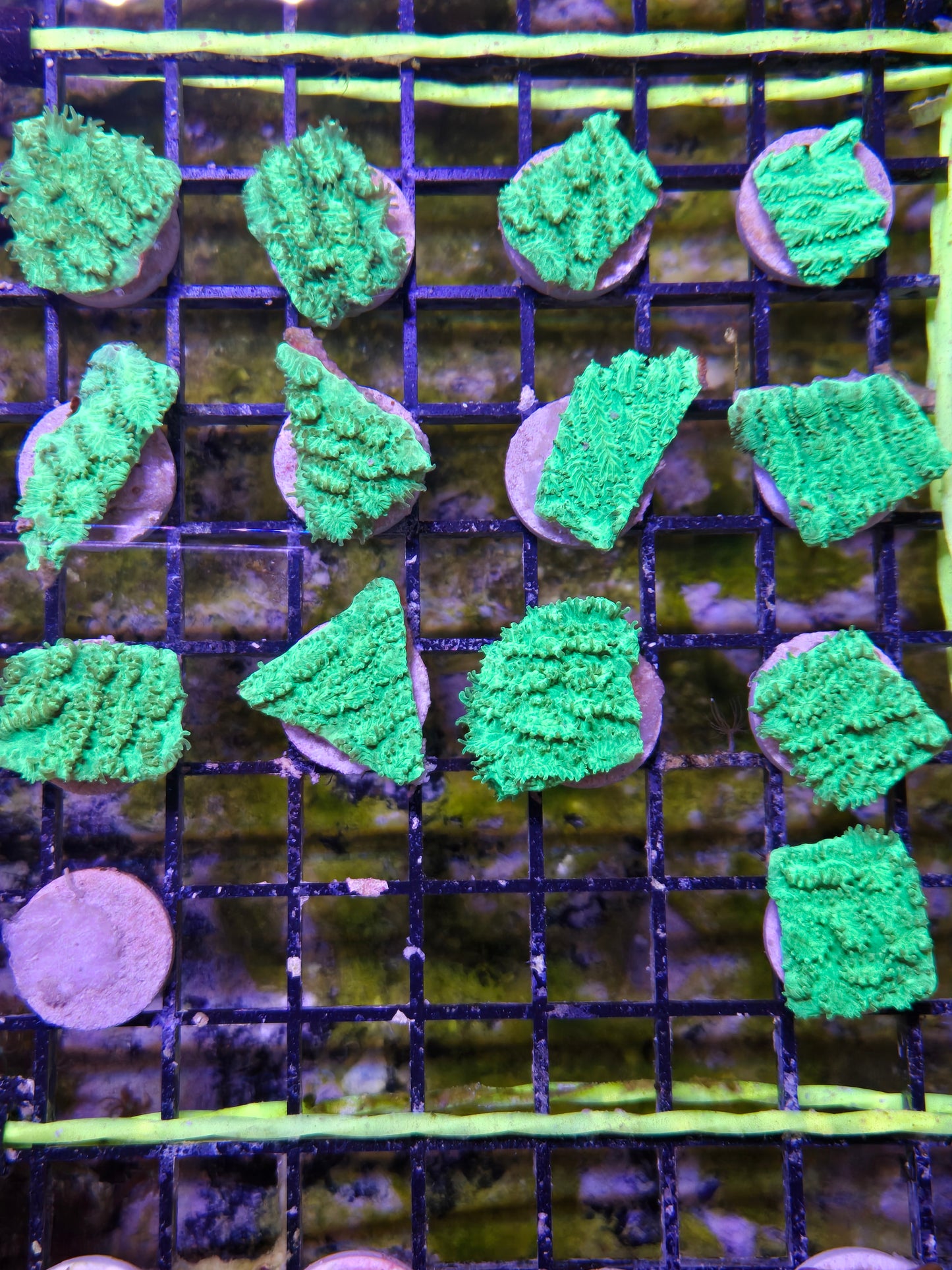 Green Hydnophora Frag