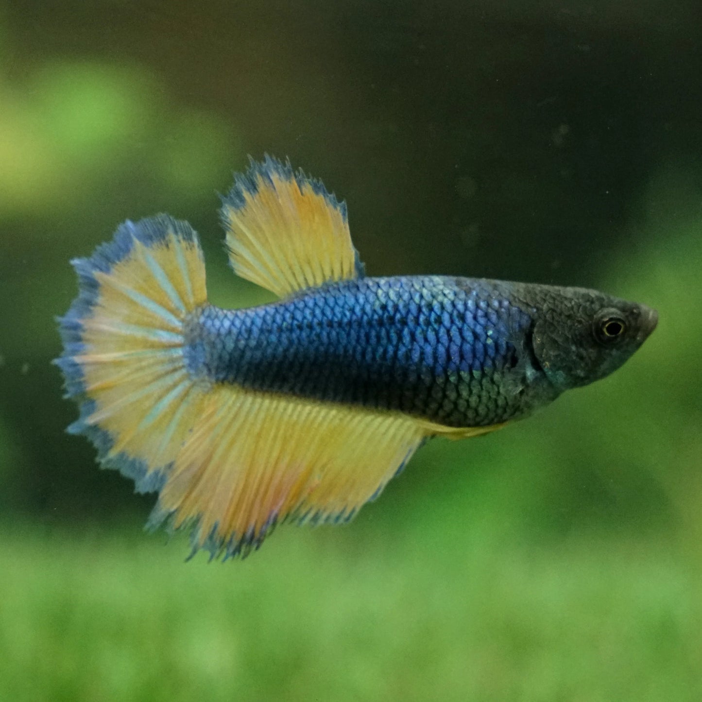 Mustard Gas Half Moon Betta