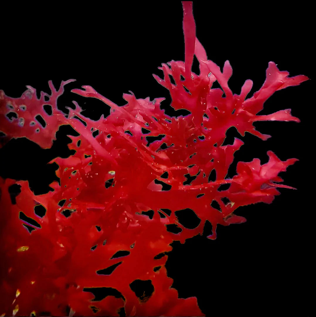 Red Gracilaria Algae Piece
