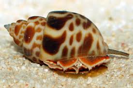 Brown Blotch Snail