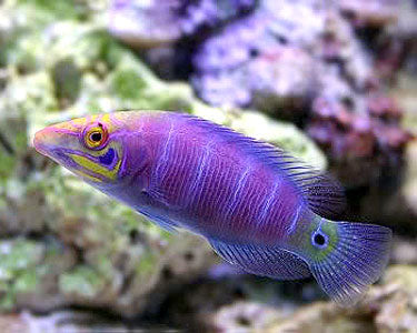 Five Bar Mystery Wrasse Marshall Islands