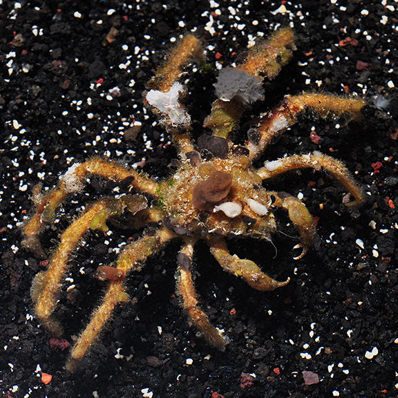 Crab Spider Decorator Med