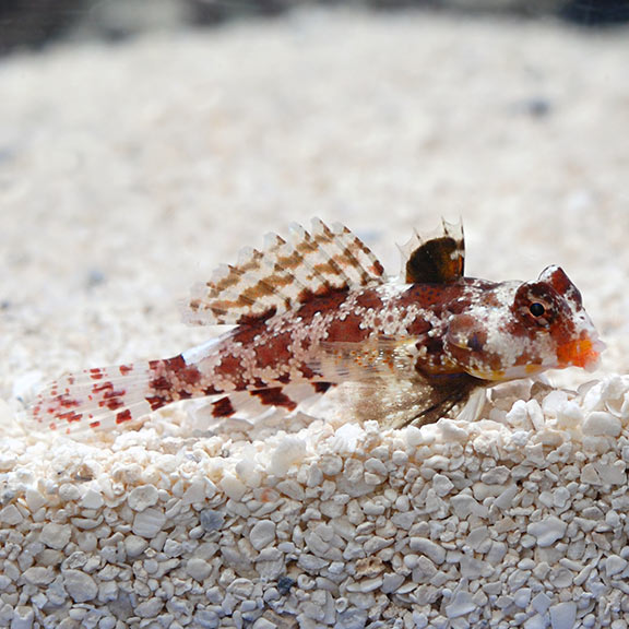 Red Scooter Blenny Sm/Med
