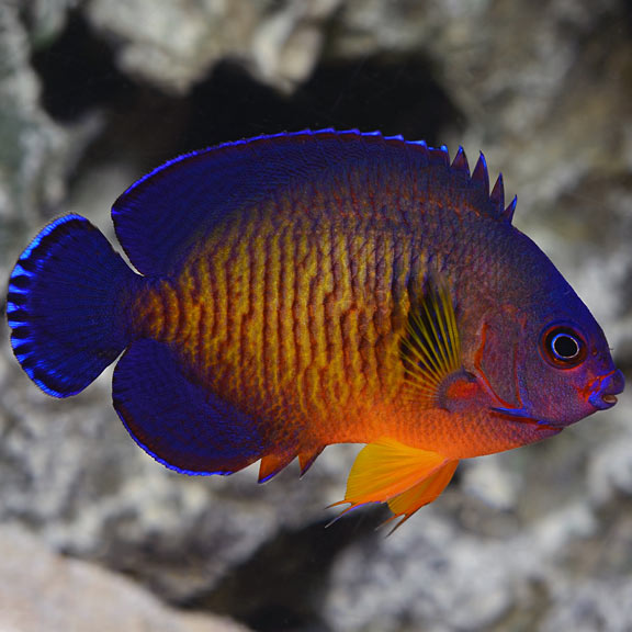 Angel Coral Beauty Med/Lg (slight lateral line)