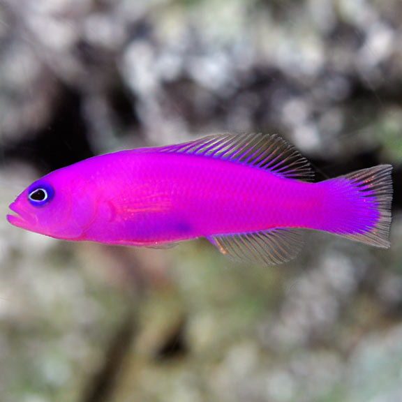 Purple Pseudochromis