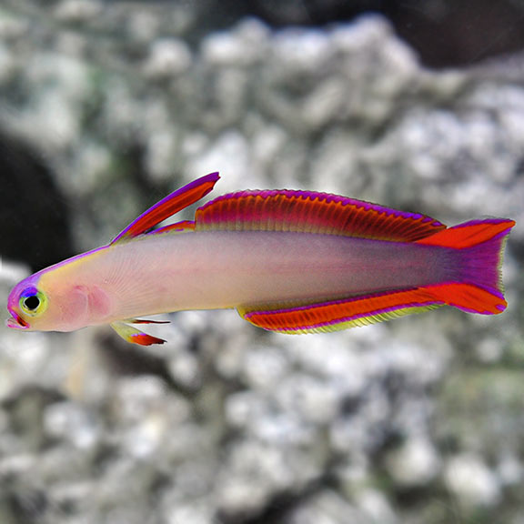 Purple Firefish Goby Med