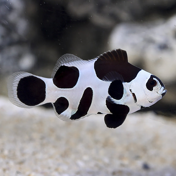 Clown Black Storm Ocellaris XLG