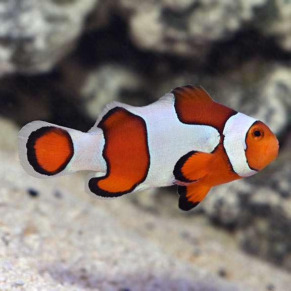Fancy Ocellaris Clownfish