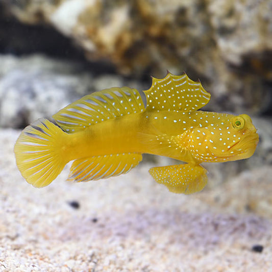 Yellow Watchman Goby Sm/Med
