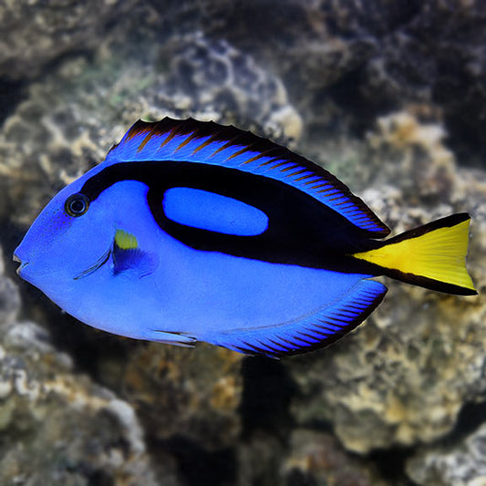 Blue Hippo Tang Small