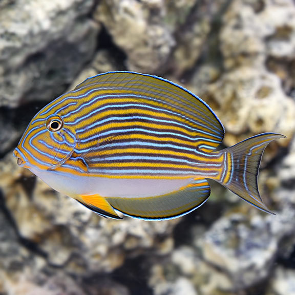 Clown Tang Med