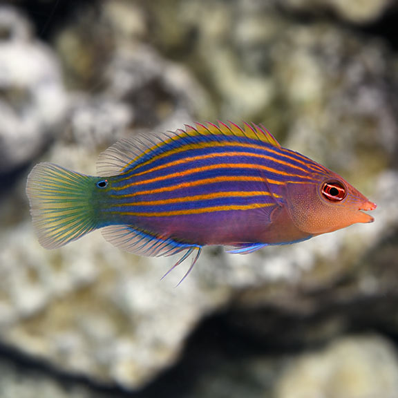Six Line Wrasse Sm/Med