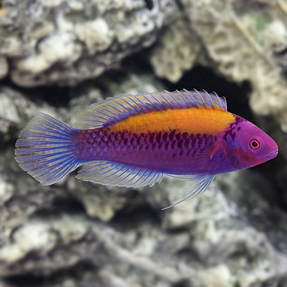 Orange Back Fairy Wrasse Male