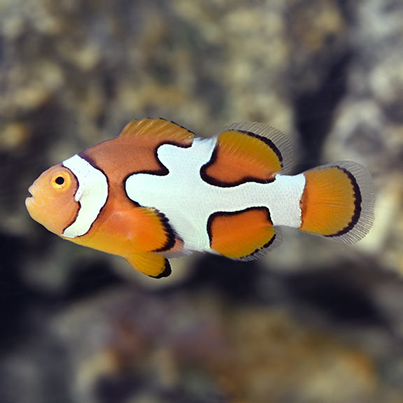 Semi Picasso Percula Clownfish