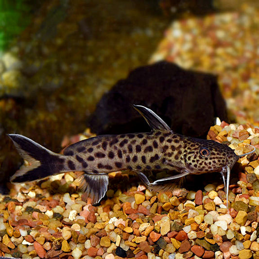 Synodontis Petricola Catfish