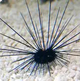 Urchin Banded Long Spine Med