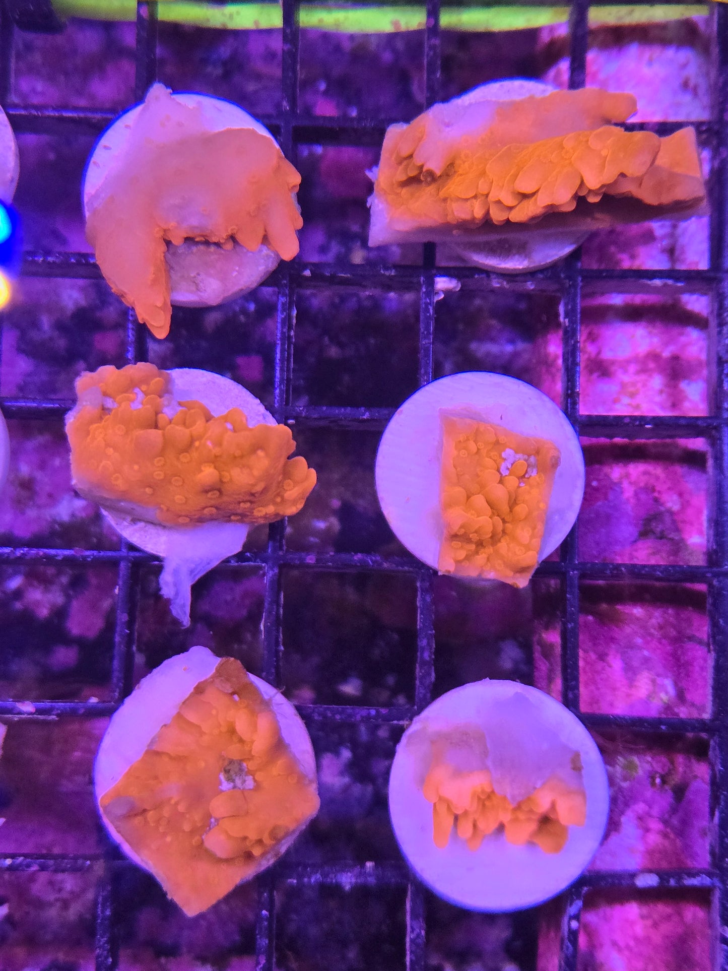 Montipora Setosa Frag