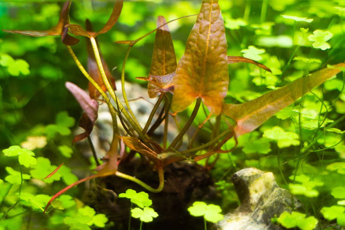 Dwarf Lily Plant