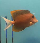 Orange Fin Tominensis Tang Sm