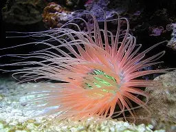 Orange Tube Anemone