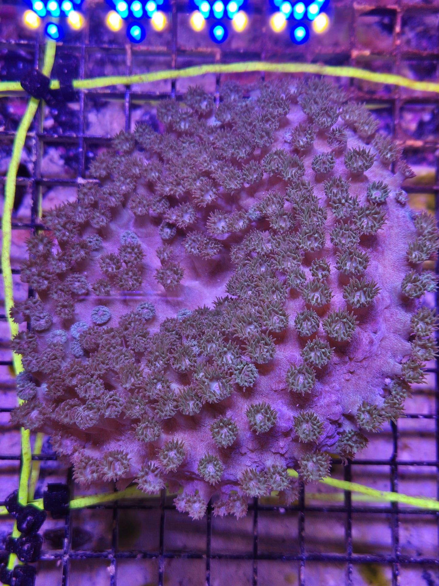 Pagoda Cup Coral XLG