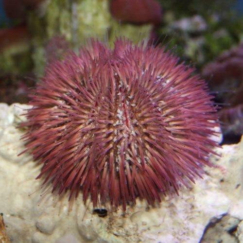 Red Pincushion Urchin Lg