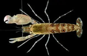 Pistol Shrimp