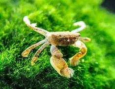 Freshwater Pom Pom Crab Reg
