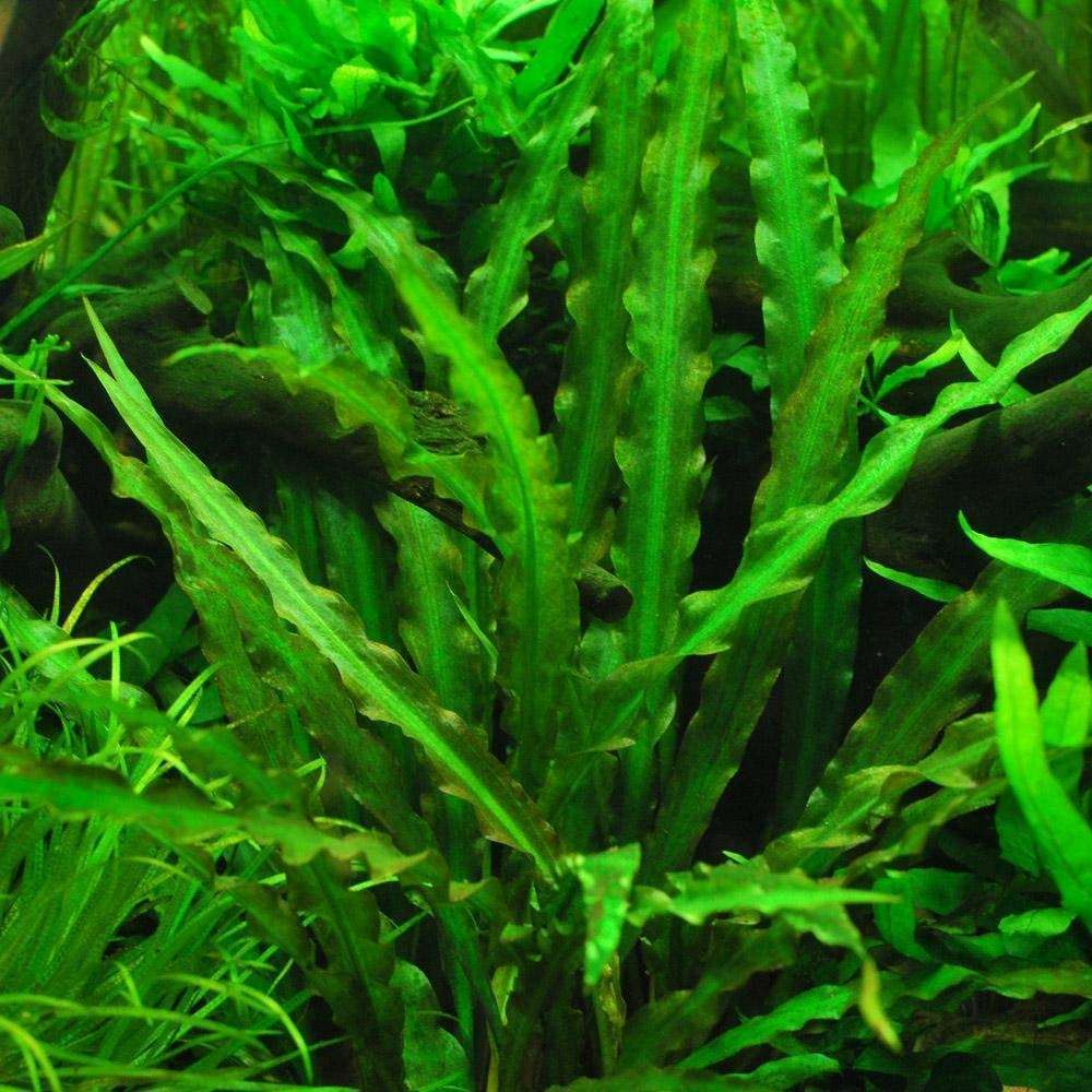 Cryptocoryne Spiralis Md.