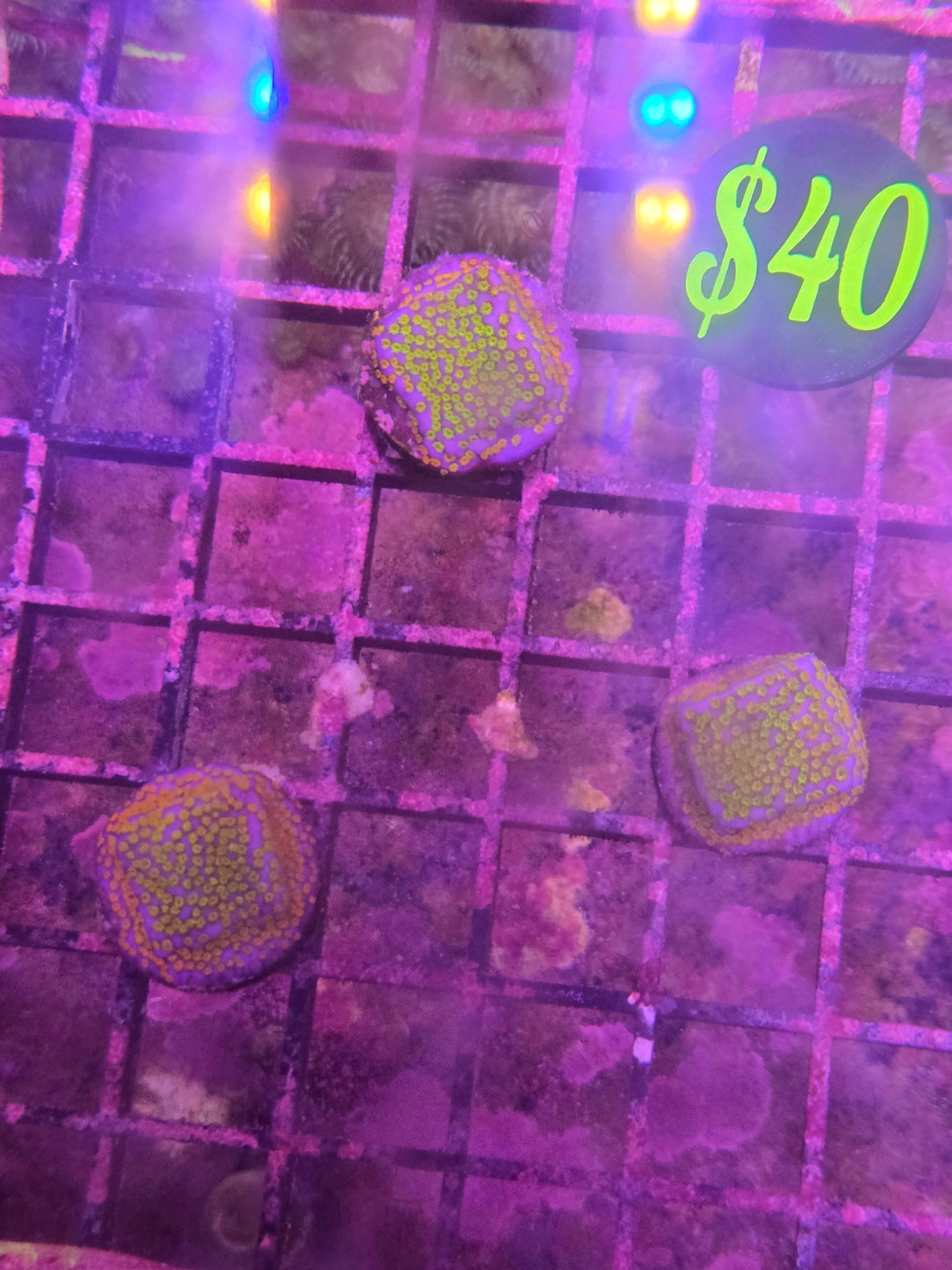 ECC Confused Rainbow Montipora Frag