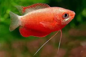 Red Honey Gourami