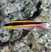 Rock Wrasse Mexico
