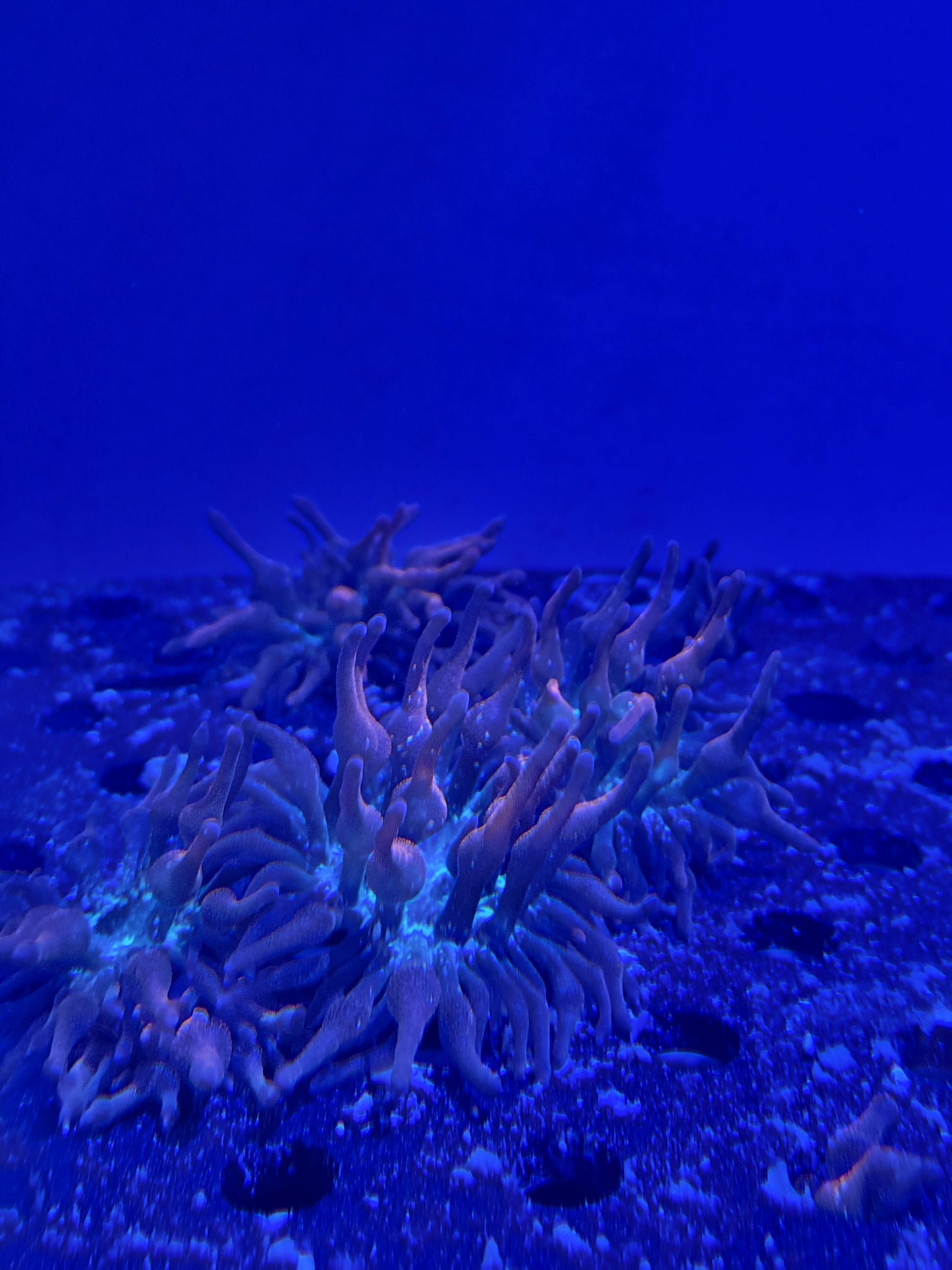Rose Anemone Sm