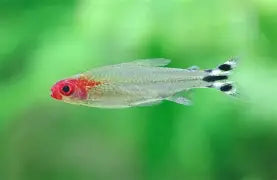Tetra Rummynose Reg.