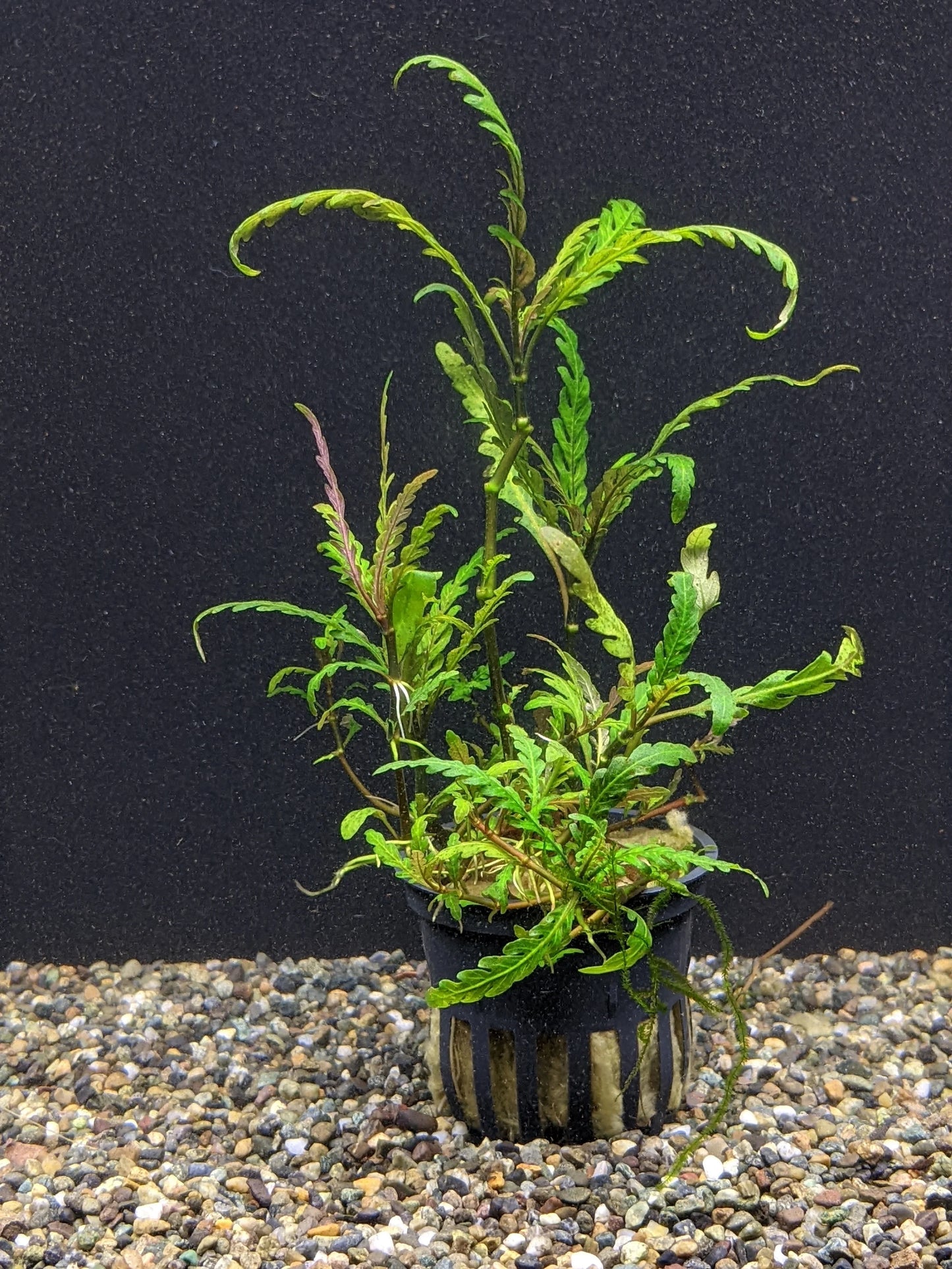 Hygrophila Pinnatifida Potted