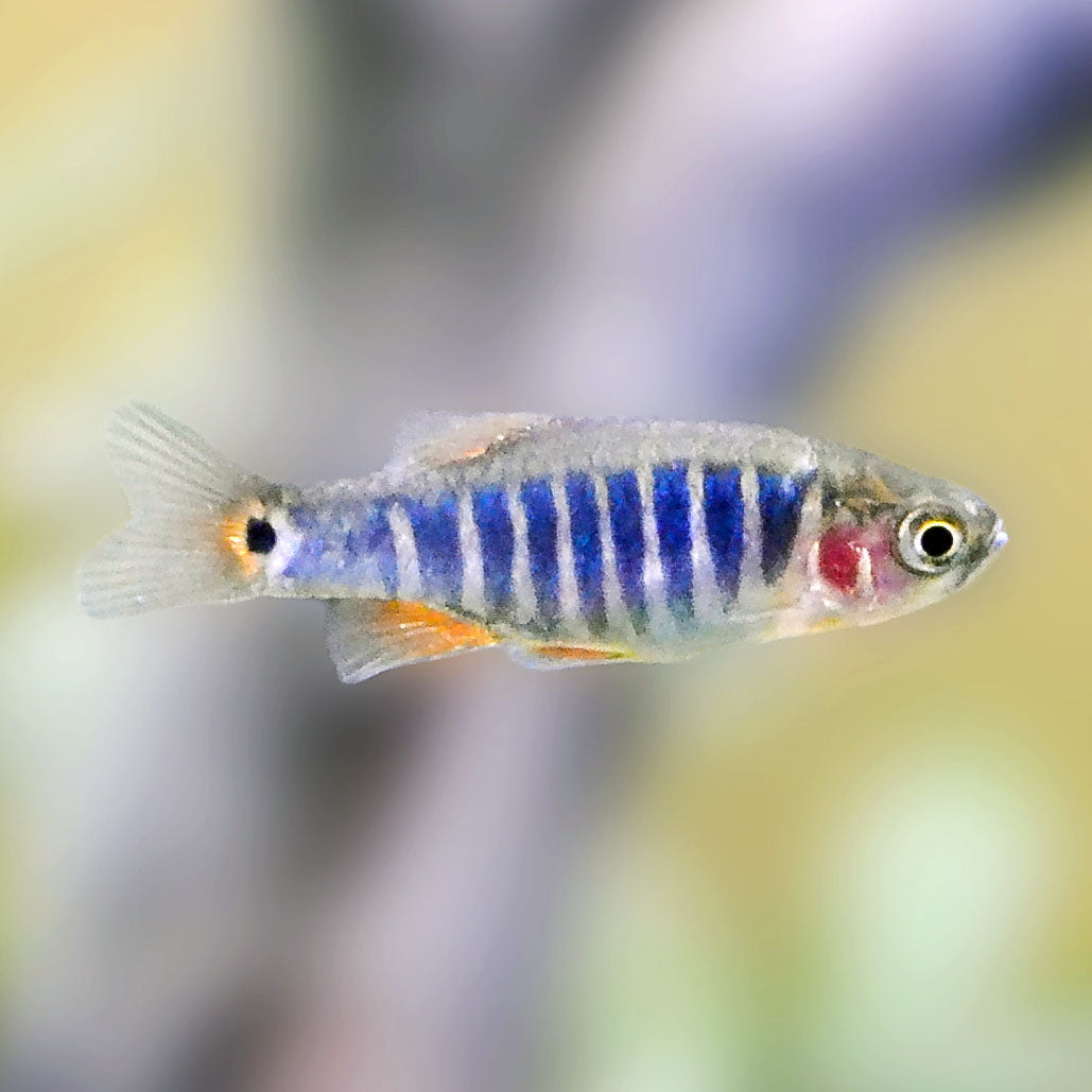 Dwarf Emerald Rasbora Reg