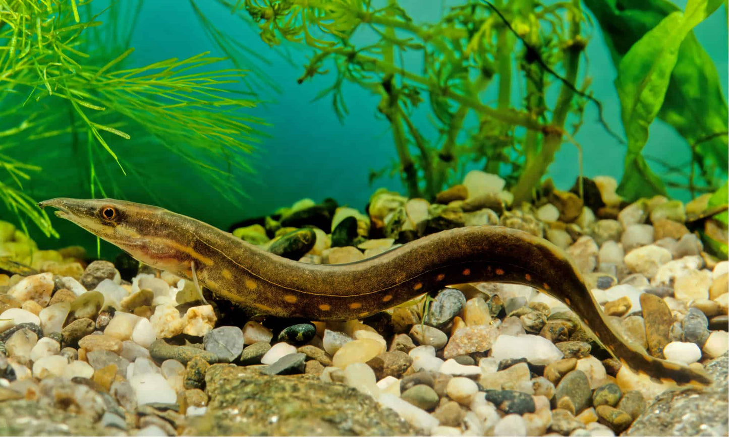 Eel Fire 2.5-3.5"
