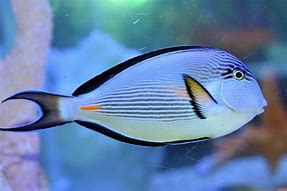 Sohal Tang (Red Sea) Lg.