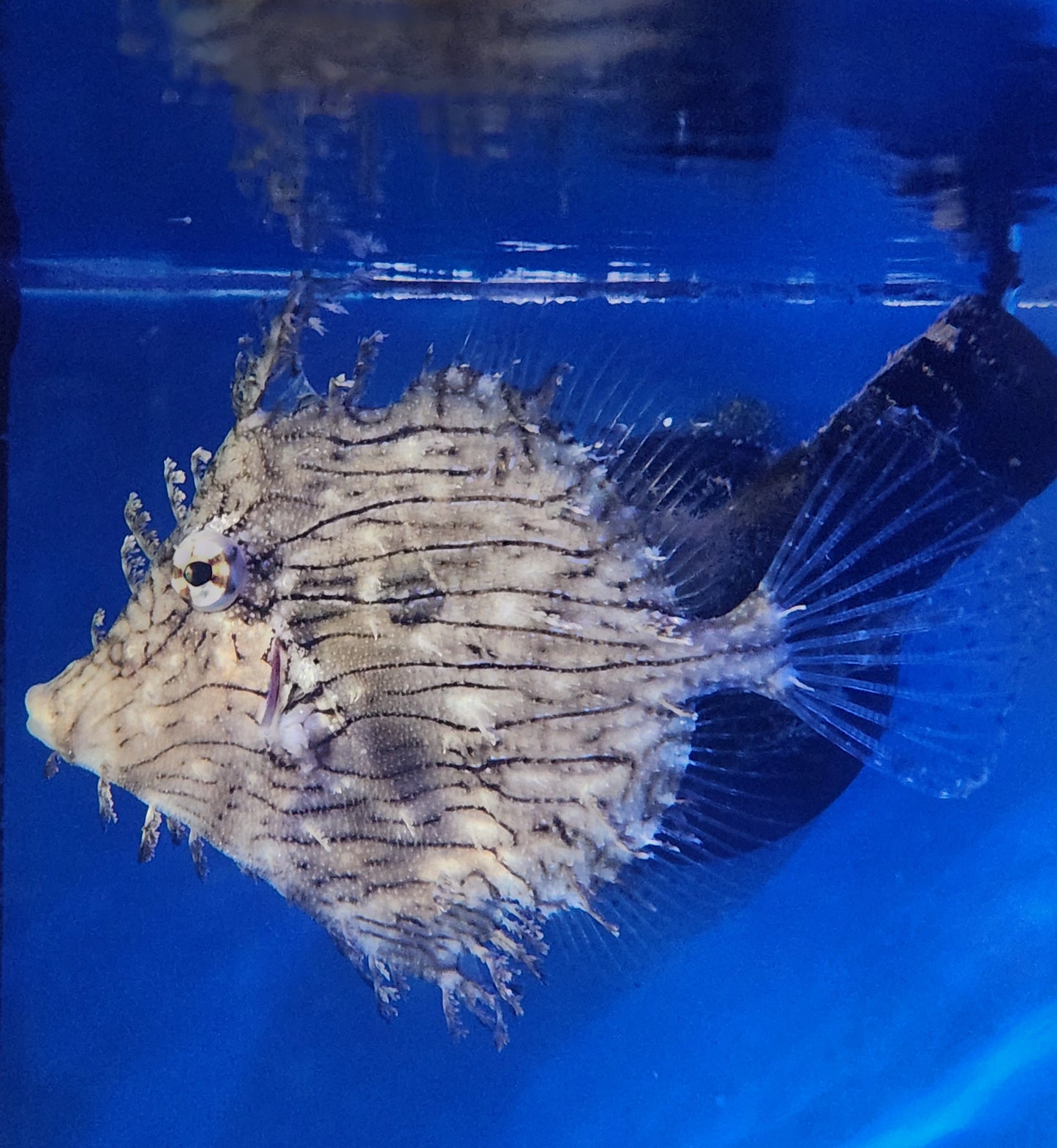 Tassle FileFish LG