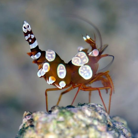 Sexy Dancer Shrimp