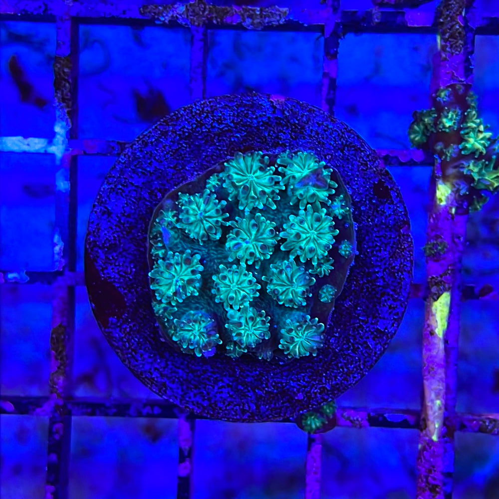 Richmond Aquarium Livestock