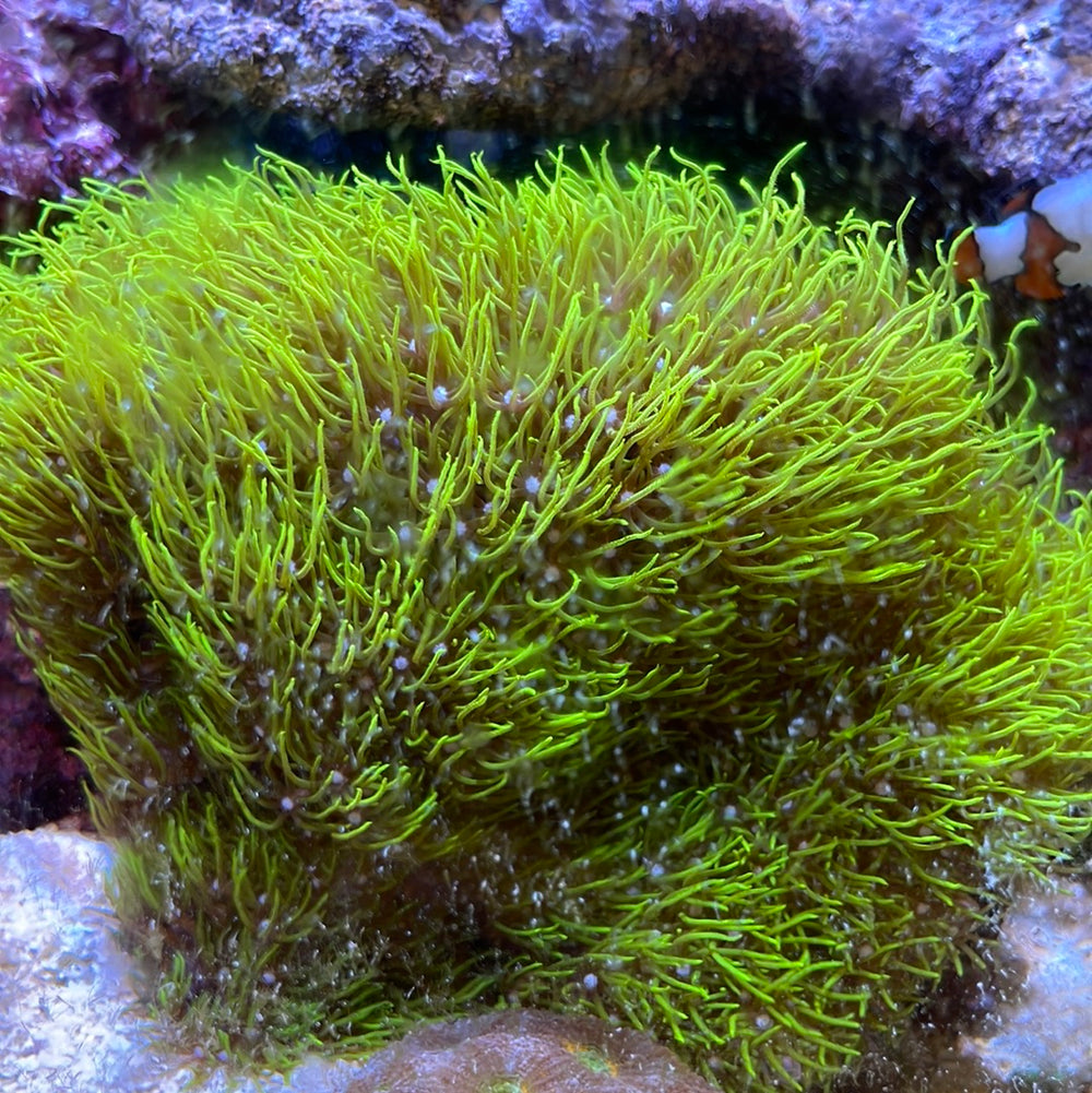 Richmond Aquarium Livestock