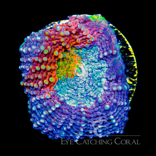 ECC Wonderland Acan Echinata