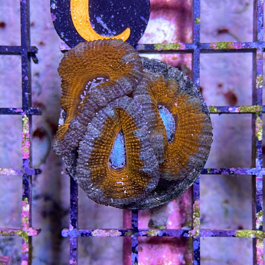 Acan Frag