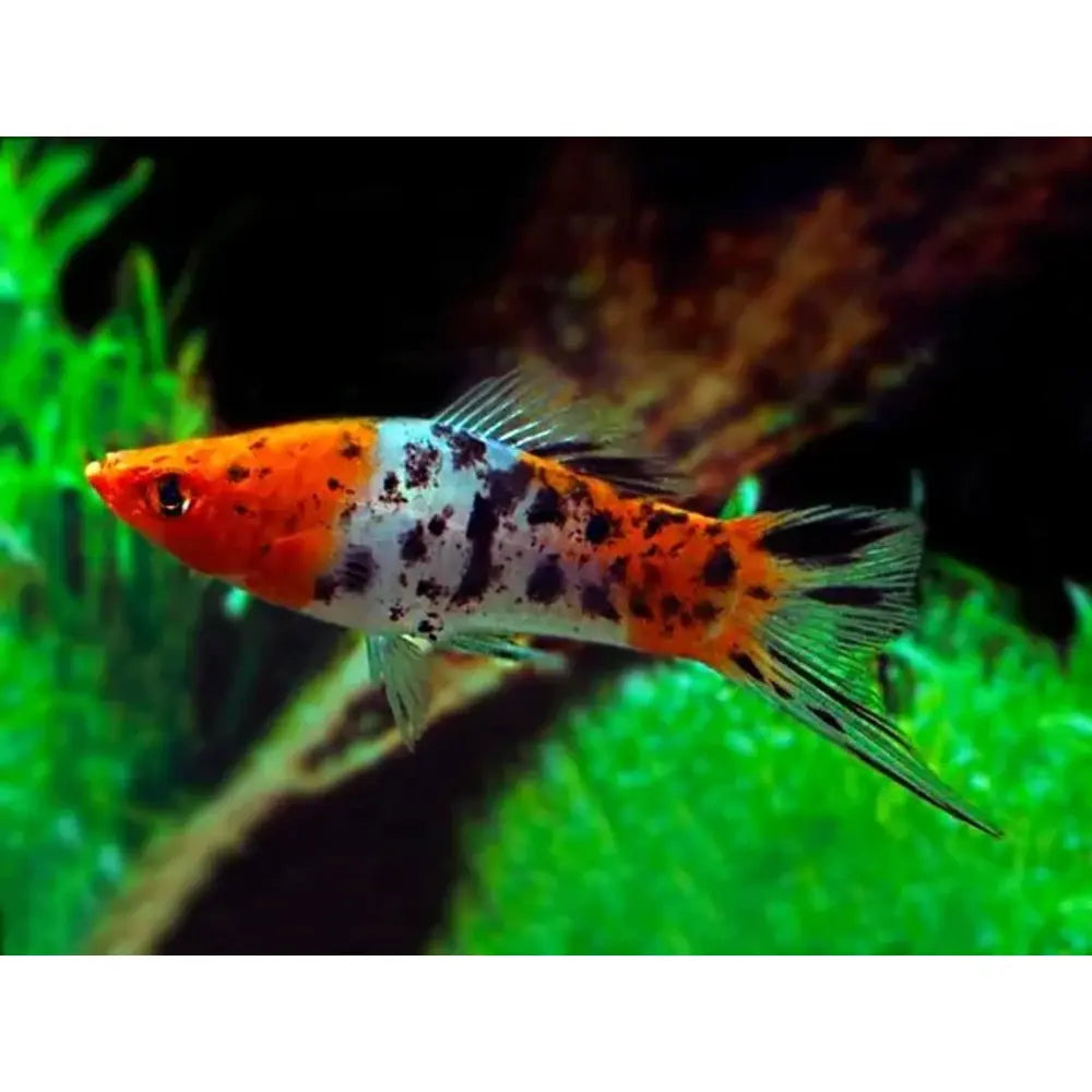 Calico Swordtail Show – Richmond Aquarium