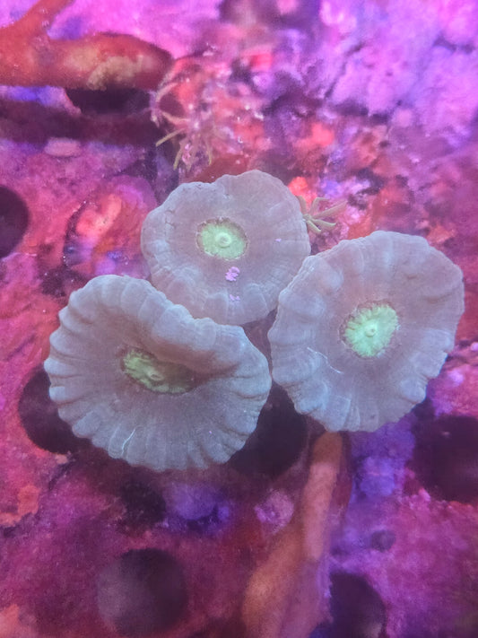 Candy Coral Frag Sm