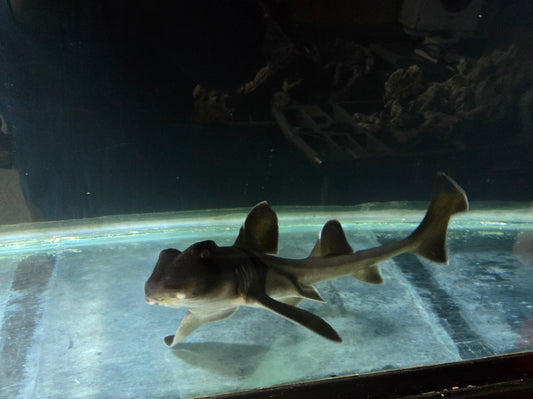 Port Jackson Shark XLG